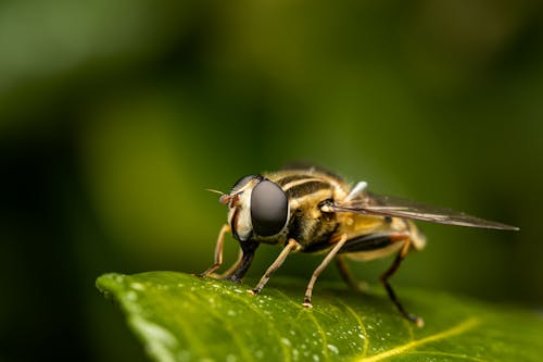 aschiza, 動物, 和諧 的 免費圖庫相片