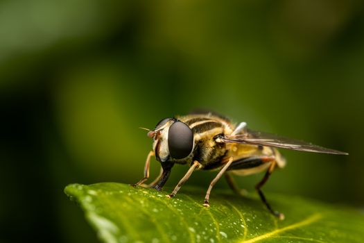Bright hover fly drinking dew on plant leaf in summertime