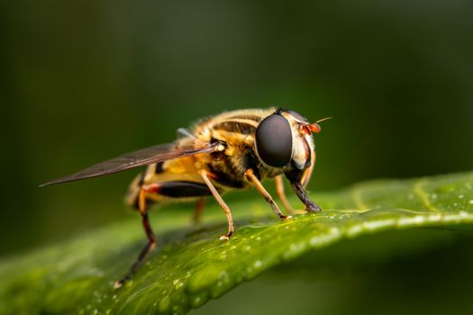Closeup of bright predatory insect with striped ornament on abdomen drinking dew with proboscis on plant leaf
