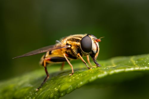 Free Closeup of bright predatory insect with striped ornament on abdomen drinking dew with proboscis on plant leaf Stock Photo