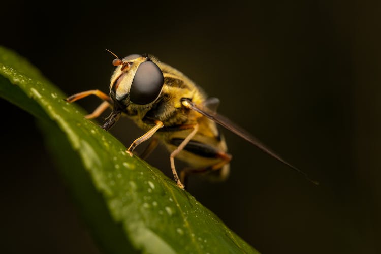 Yellow Hover Fly Drinking Water On Green Leaf