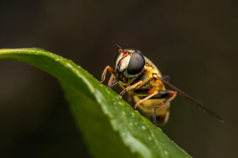 Hoverfly perched on a leaf in close-up — photo by Skyler Ewing on Pexels