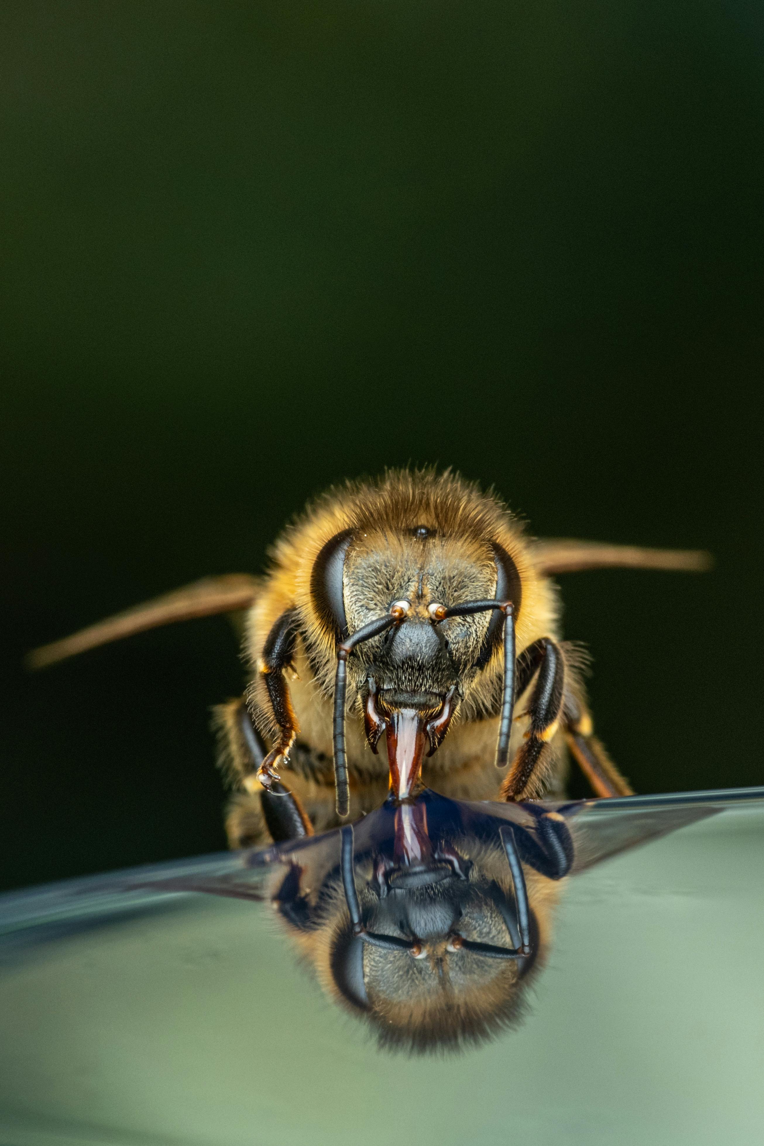 Closeup of striped bumble bee insect sitting near reflective wet surface and drinking syrup liquid