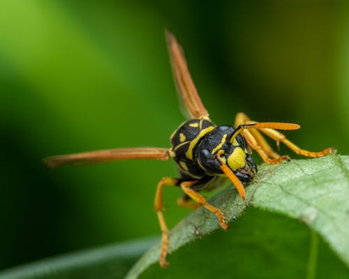 Free Wasp sitting on green leaf near greenery on blurred background in summer day Stock Photo