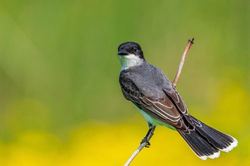 Free Bird sitting on thin branch near greenery and blurred background in summer day Stock Photo