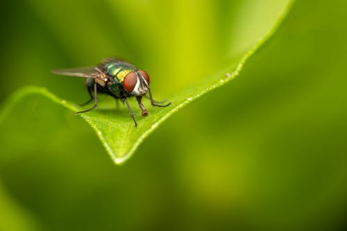 Free Selective focus of fly sitting on green leaf near blurred background in sunny summer day Stock Photo