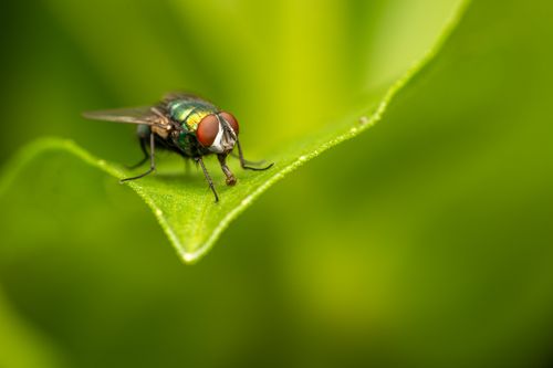 Free Selective focus of fly sitting on green leaf near blurred background in sunny summer day Stock Photo