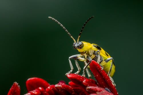 Beetle sitting on red surface of plant