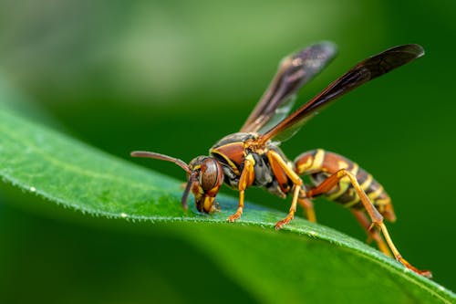 Free Selective focus side view of polistes sitting on green leaf near blurred background in summer day Stock Photo