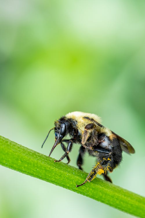 Humblebee sitting on thin green leaf on nature near blurred background in summer day