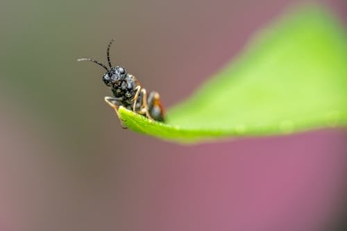 Beetle sitting on green leaf in sunny day