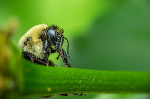 Free Humblebee sitting on green leaf in sunny day Stock Photo