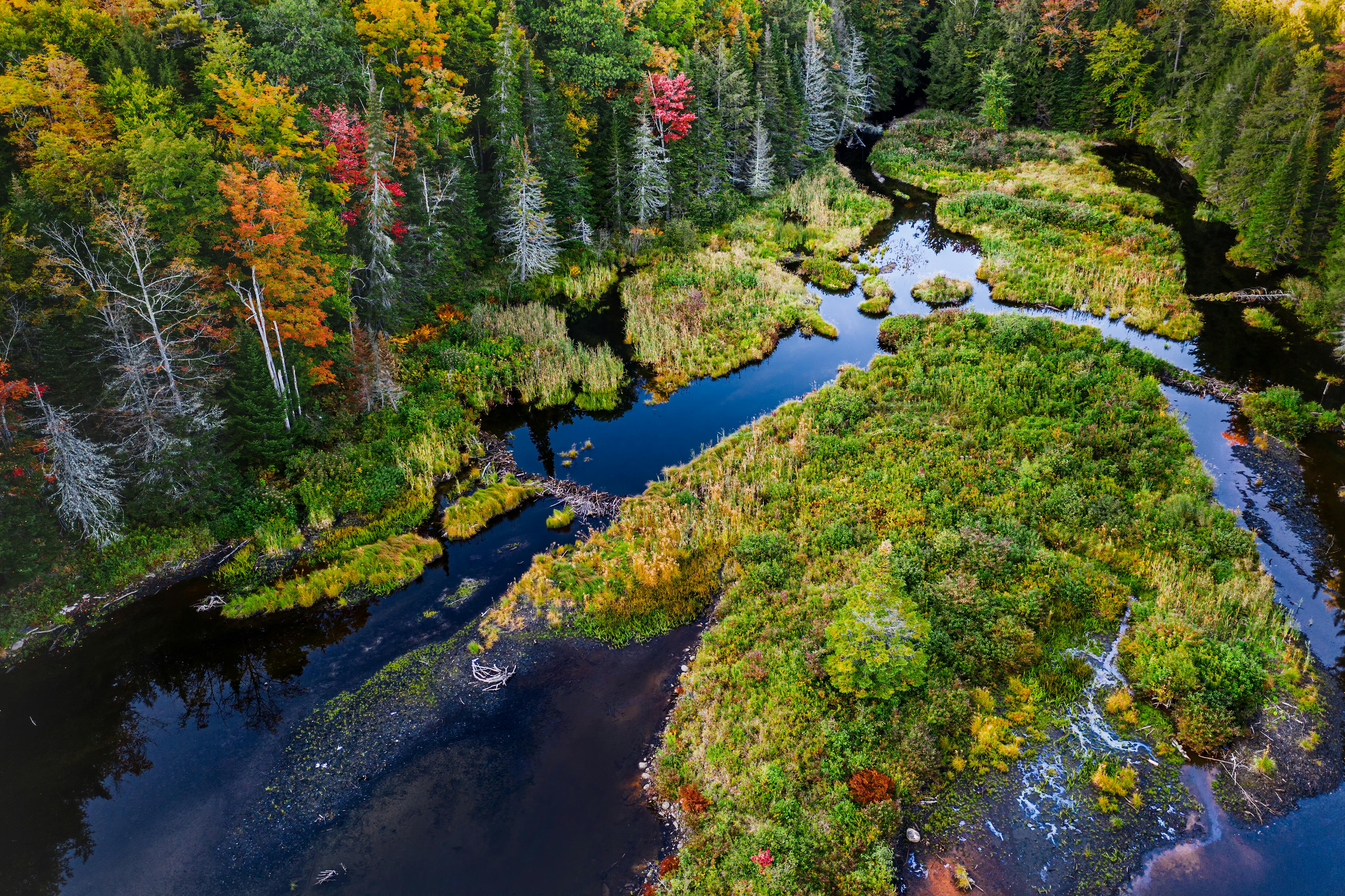 Forest trees growing near river water · Free Stock Photo