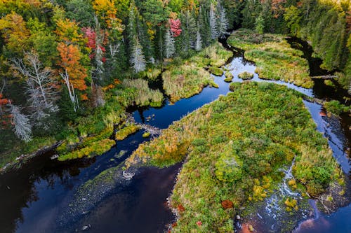 Drone view of forest trees growing near river water surrounded by green grass in autumn day