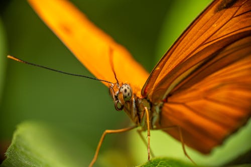 Free Extreme Close-up View of Butterfly Stock Photo