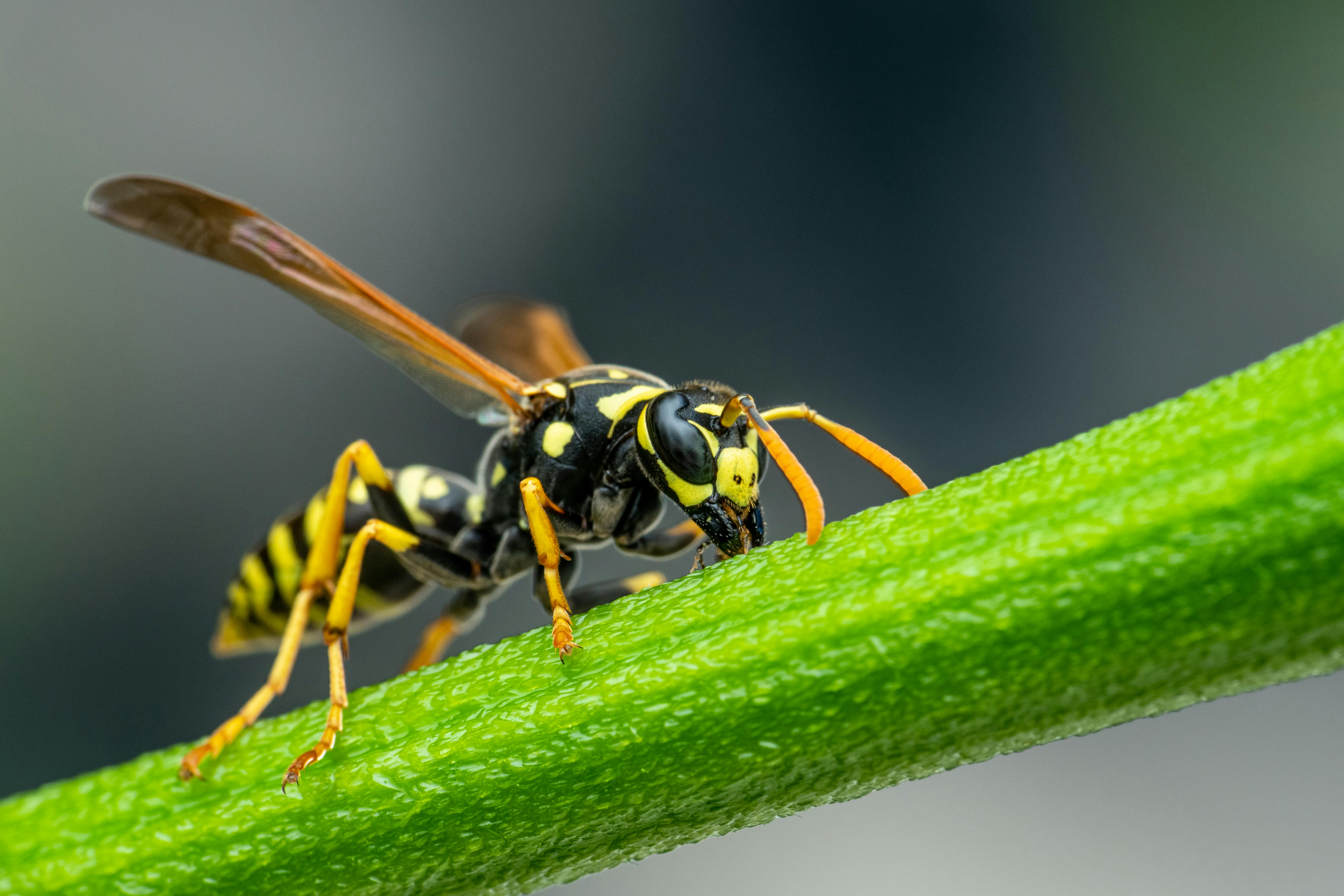 wasp sitting on green plant twig