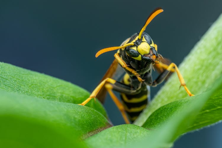 Attentive Hornet Sitting On Green Leaves