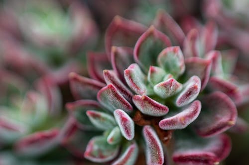 Free Tender Echeveria succulent with green and red leaves Stock Photo