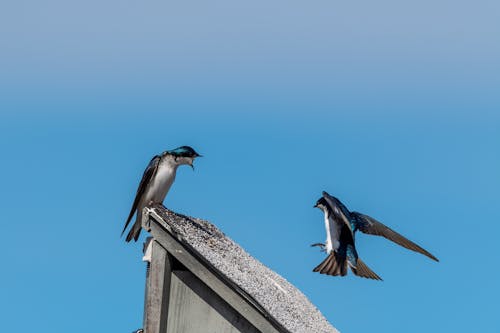 Free Martlet birds above wooden construction roof Stock Photo