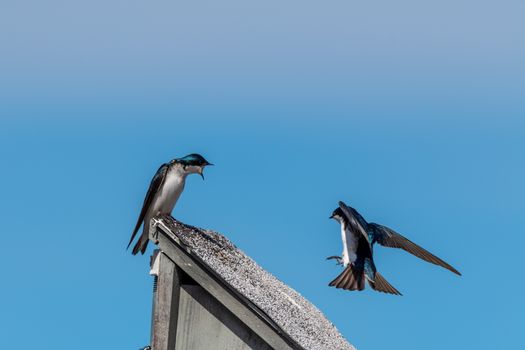 Martlet birds above wooden construction roof