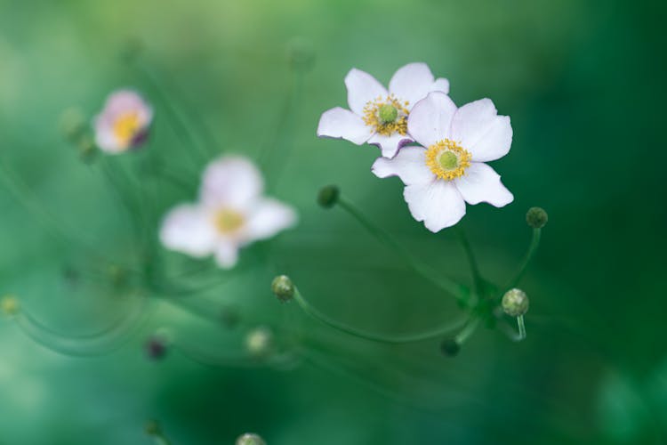 Blooming White Anemone Flowers In Garden