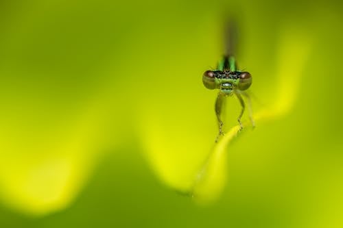 Small dragonfly on green plant petal