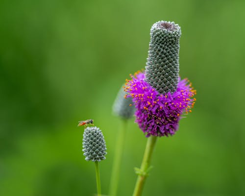 Selective focus of black fly sitting on purple prairie clover flower against blurred lush greenery