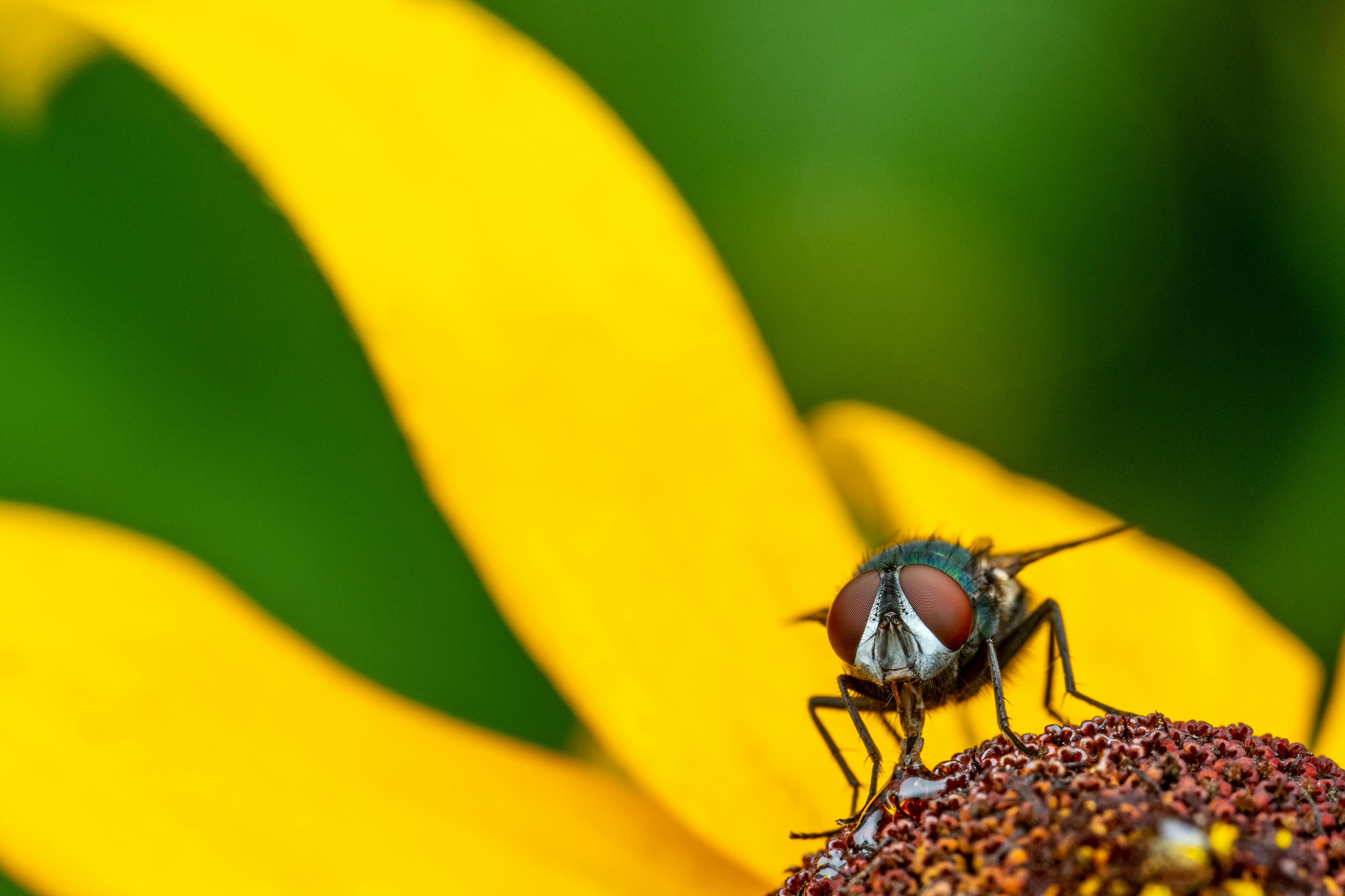 Fly eating pollen on yellow flower · Free Stock Photo
