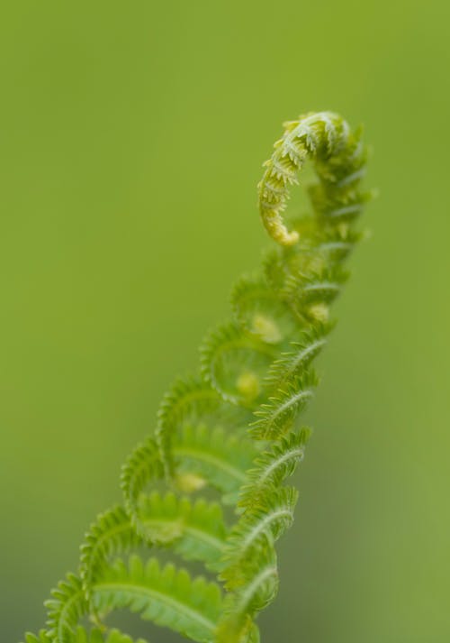 Closeup of delicate green fern sprout with tender young leaves growing in blurred forest
