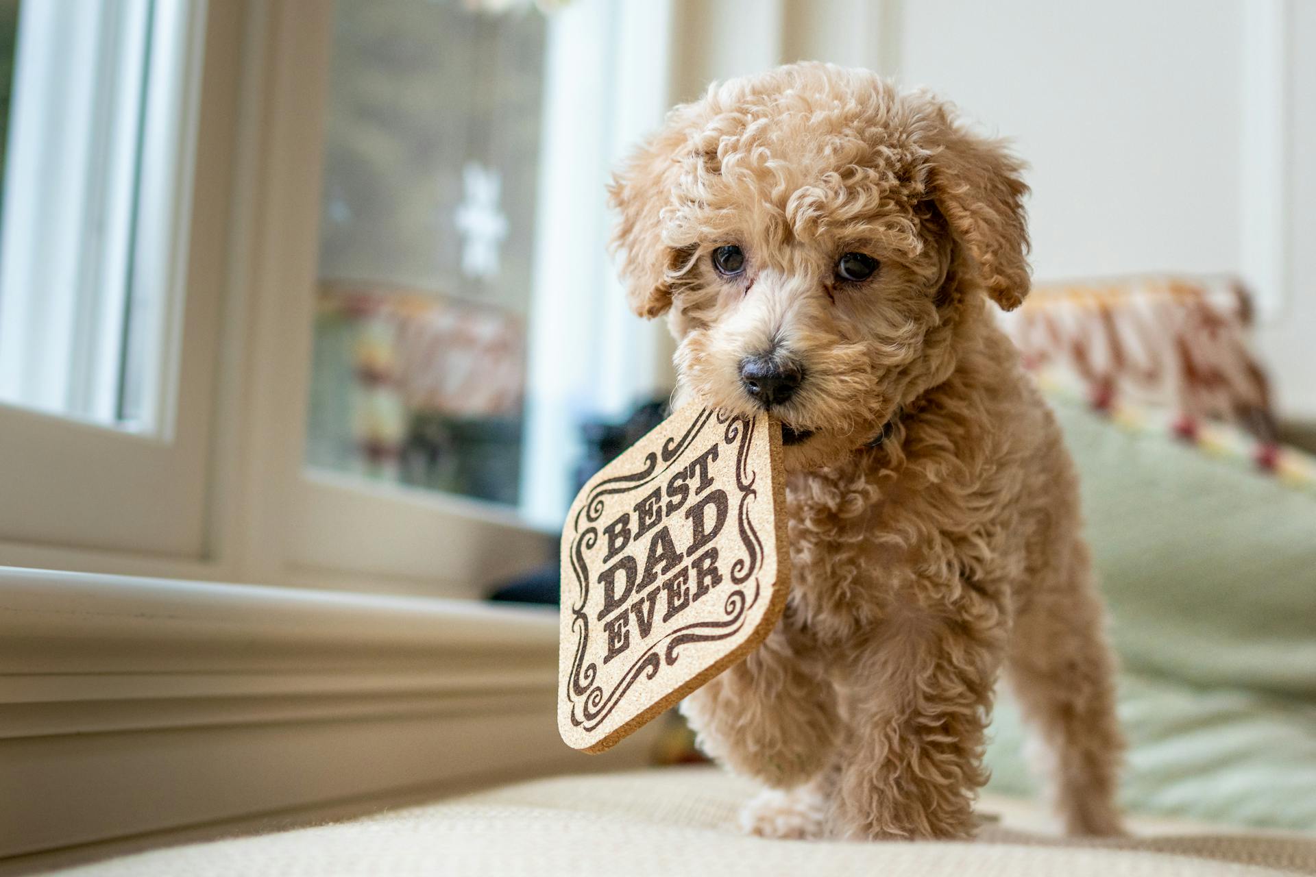 Full length cute little Poodle puppy with curly hair walking on soft cozy bed near window and carrying wooden hot pad in mouth with inscription Best Dad Ever