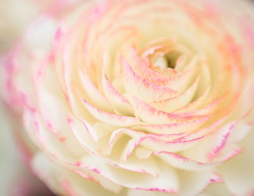 Tender ranunculus flower with white and pink petals