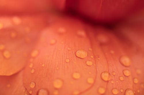 Closeup abstract background of vibrant delicate flower with tender red petals covered with clean dew drops
