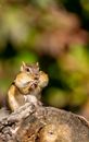 Cute squirrel with chubby cheeks in sunny park