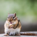 Funny squirrel eating nut in park