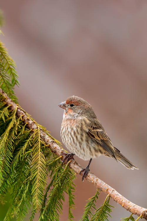 Small gray red poll bird with red feathers on breast and head sitting on coniferous tree twig in nature
