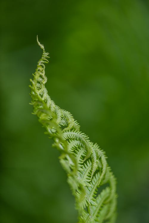 Selective focus of green young fern sprout with delicate tiny leaves growing in lush blurred nature
