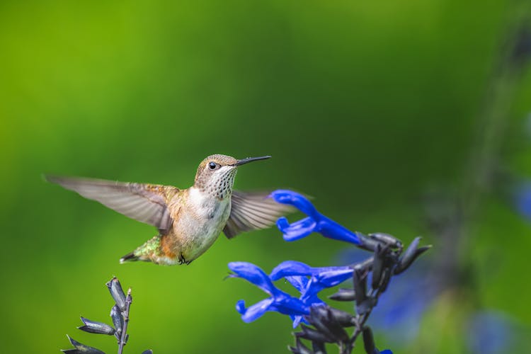 Tiny Hummingbird Flying Above Blue Flower