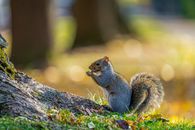 Cute squirrel eating nut near tree in park