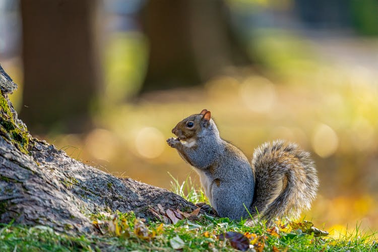 Cute Squirrel Eating Nut Near Tree In Park