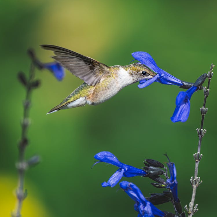 Adorable Hummingbird Sipping Nectar From Blue Flower