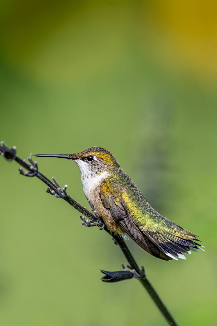 Cute Hummingbird Resting On Plant Stem