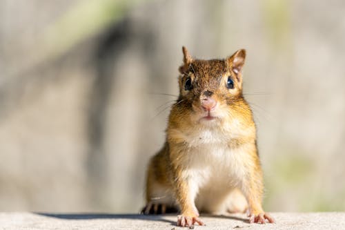 Free Adorable squirrel sitting in sunny park Stock Photo