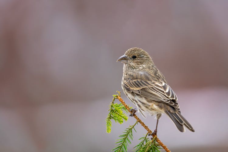 Cute Sparrow Sitting On Tree Branch