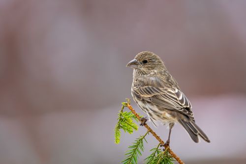 Free Small gray sparrow sitting on thin tree twig in forest against blurred nature Stock Photo
