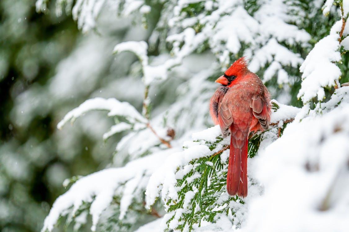 A picture of a red cardinal in the snow
