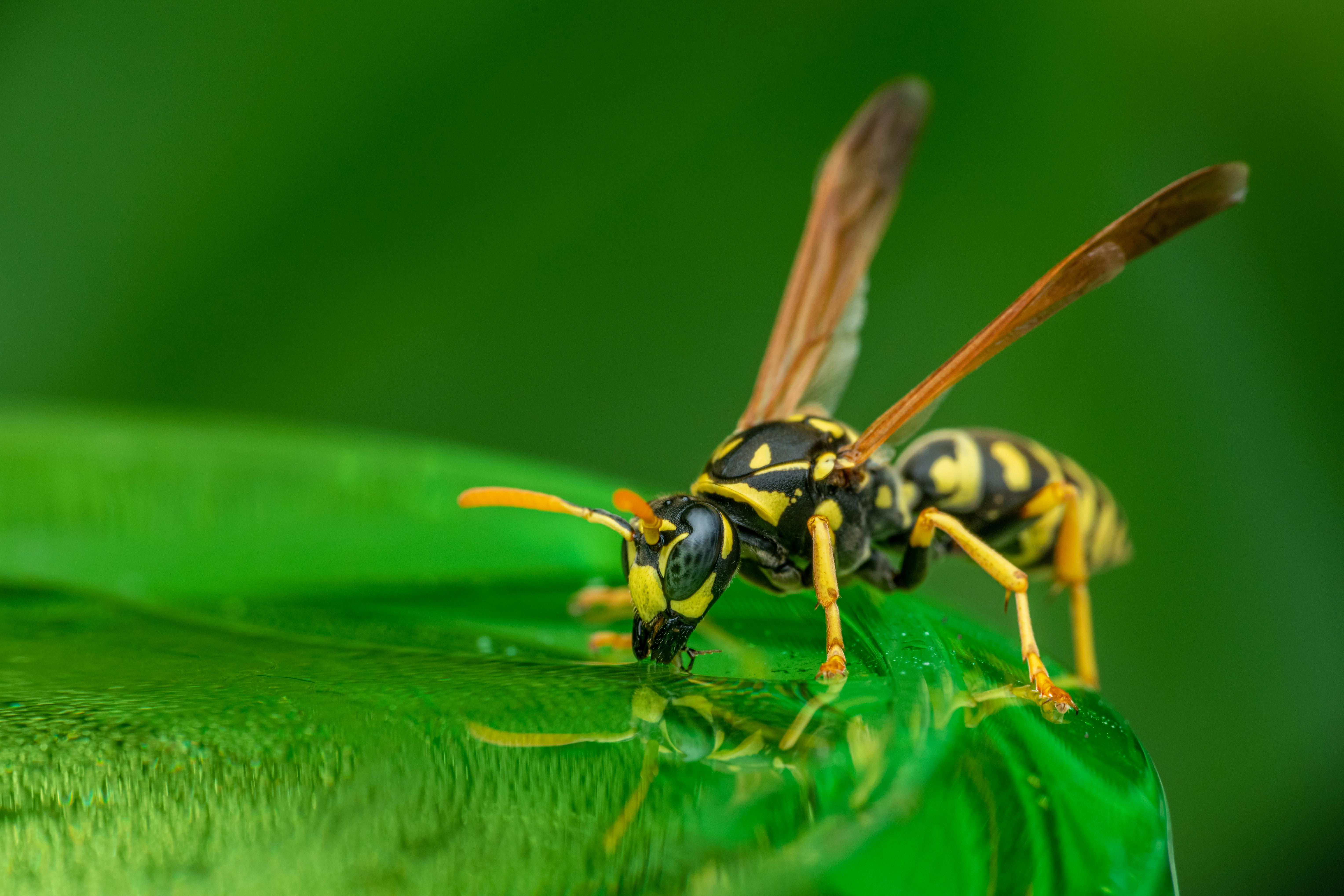 small wasp drinking water on green leaf