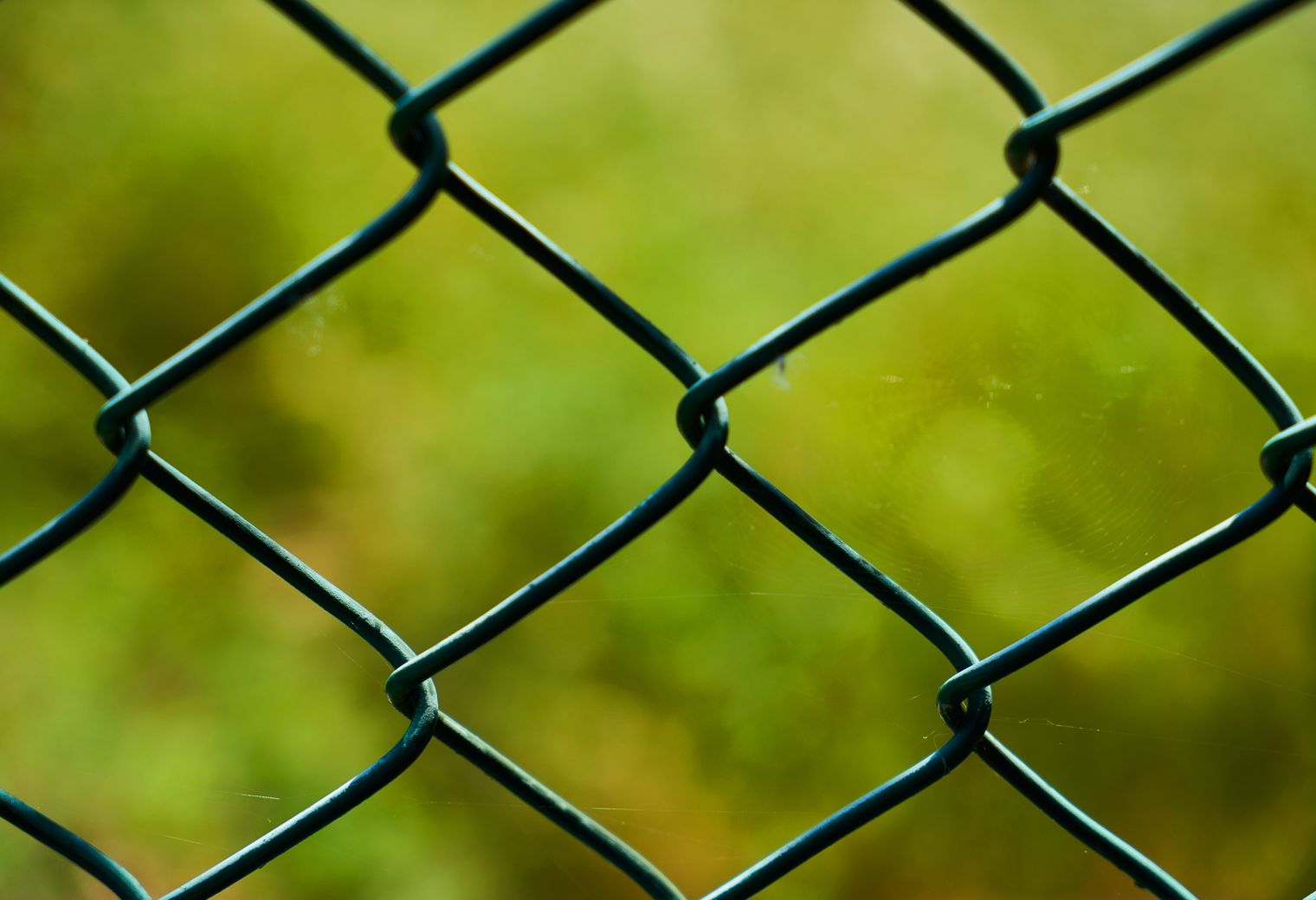 Fence and Decking Painting in Colney Hatch — walls rolled to an even, flat finish