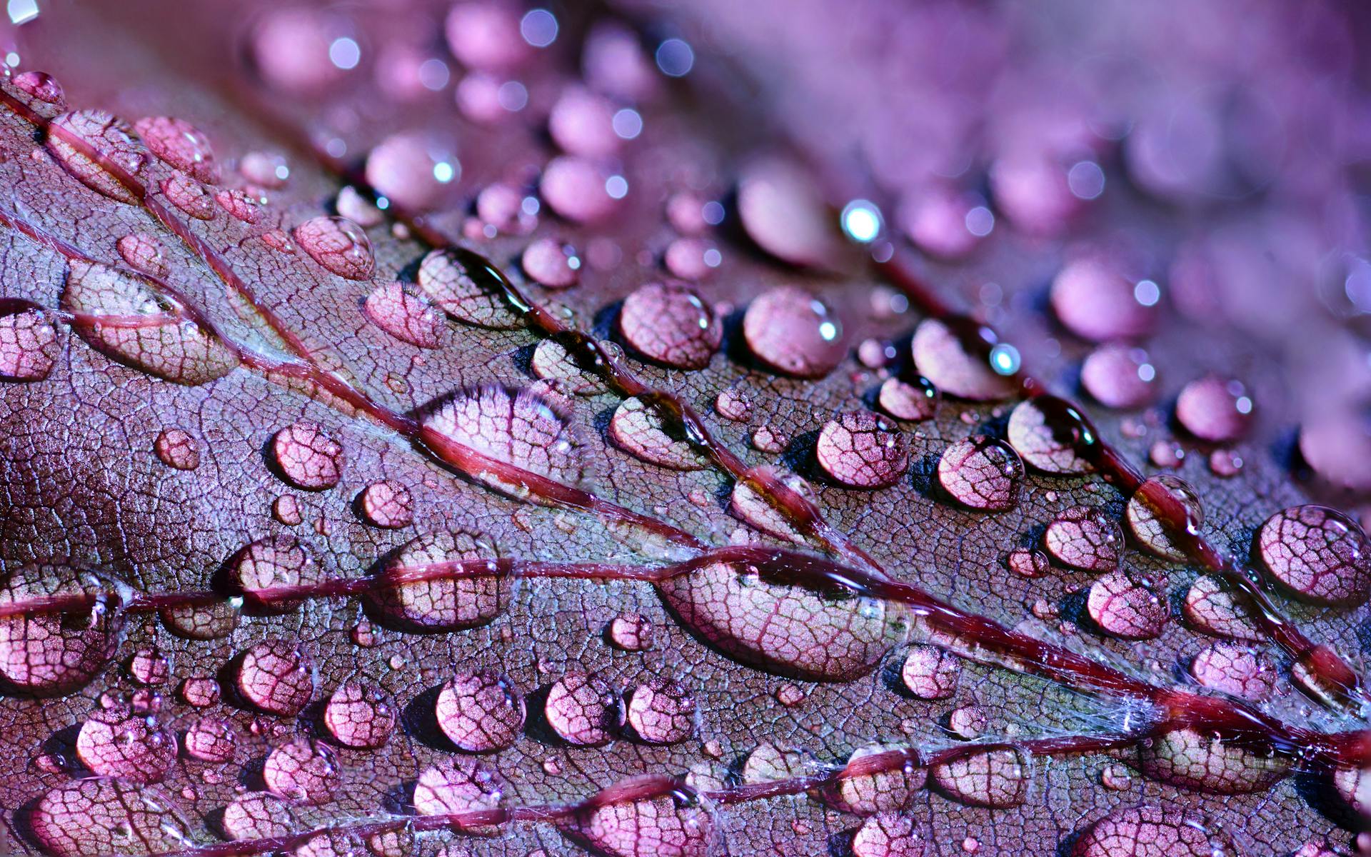 Vibrant close-up macro photograph showcasing violet leaf with dewdrops, highlighting nature's intricate details.