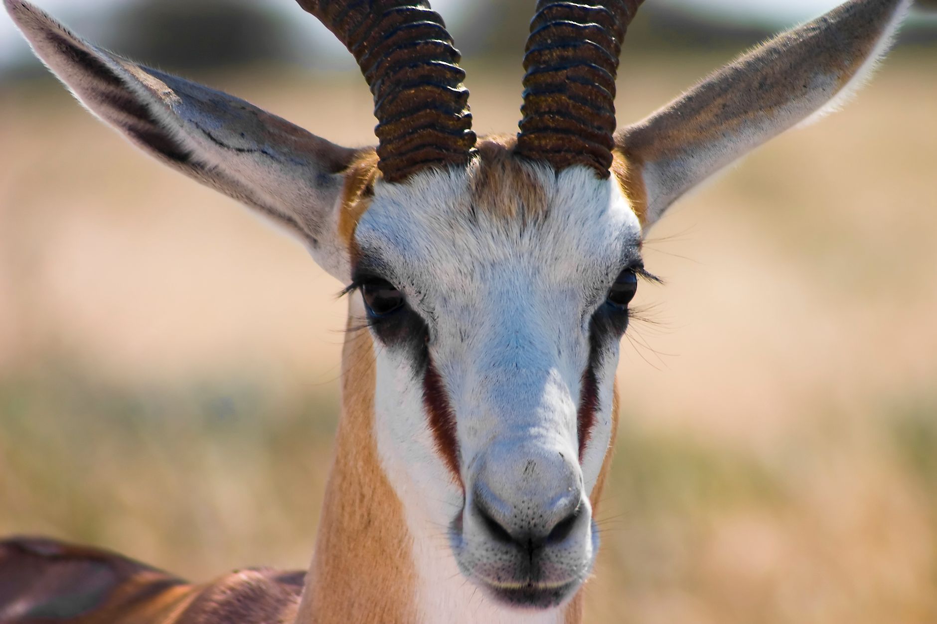 Intimate close-up of a springbok antelope with striking horns in natural habitat.