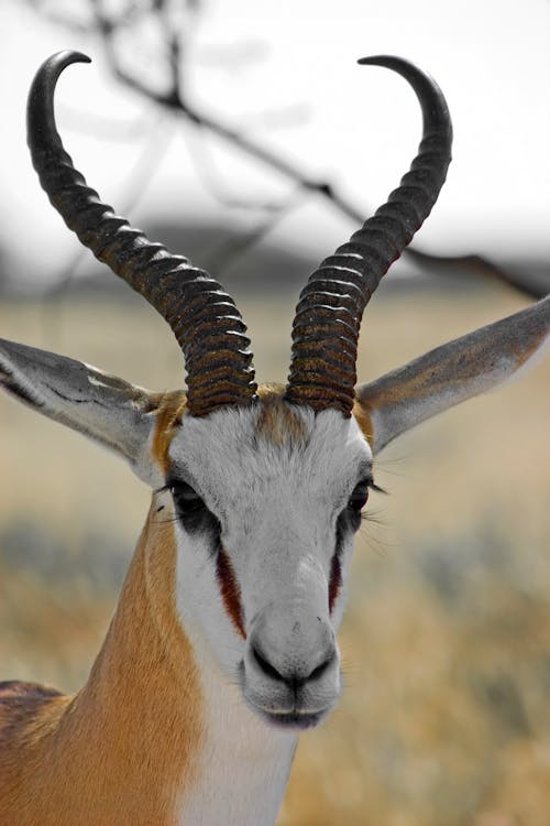 Close Up Shot of a Springbok